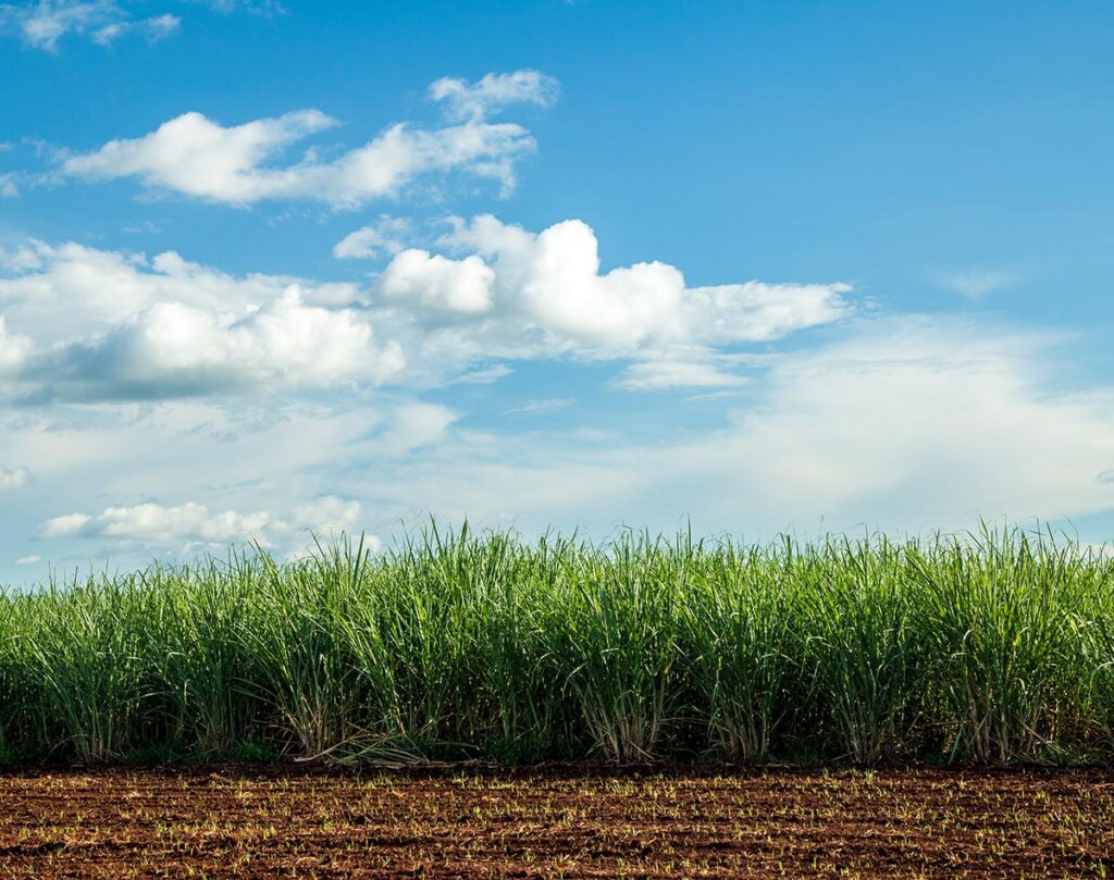 BNDES apoia produção de bio gás em Goiás
